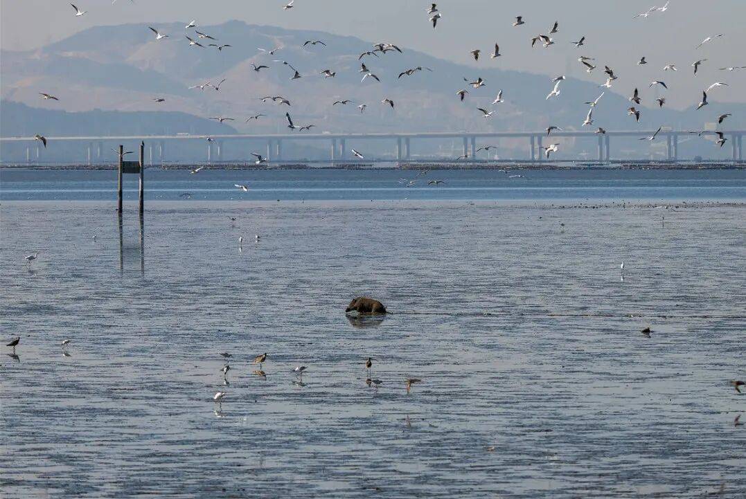 现野猪！网友：山珍吃上了海味新葡京娱乐场app深圳湾惊