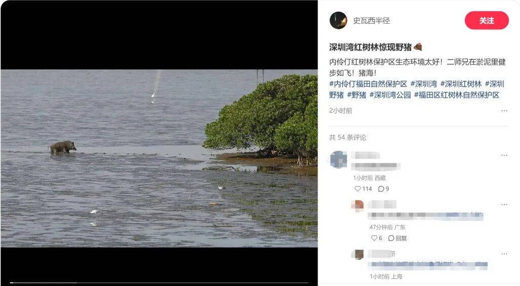 现野猪！网友：山珍吃上了海味新葡京娱乐场app深圳湾惊(图3)