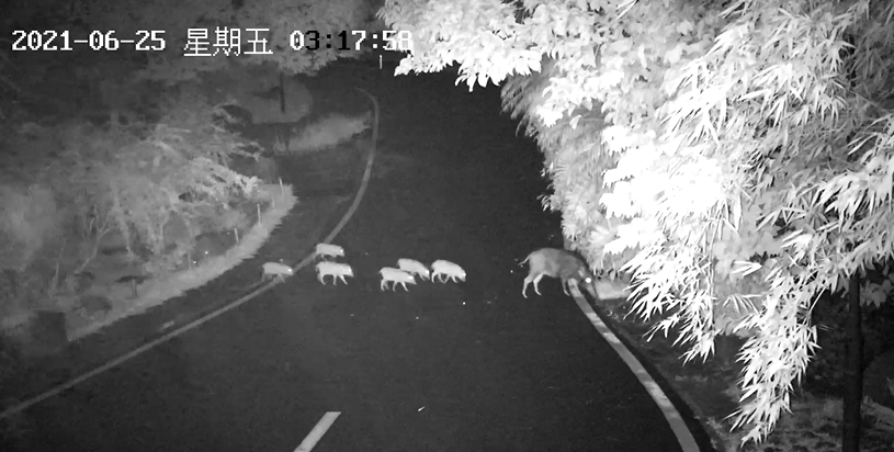 现野猪！网友：山珍吃上了海味新葡京娱乐场app深圳湾惊(图4)